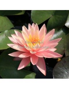 Tavirózsa Nymphaea Sunny Pink cserép nélkül