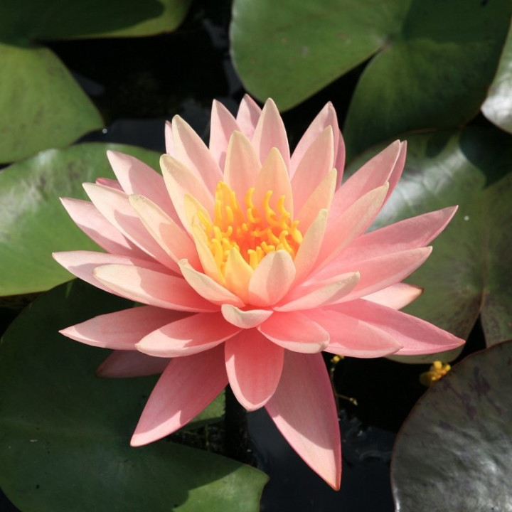 Tavirózsa Nymphaea Sunny Pink cserép nélkül
