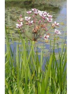 Butomus umbellatus - Virágkáka