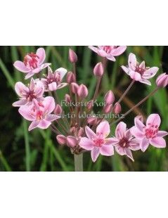 Butomus umbellatus - Virágkáka