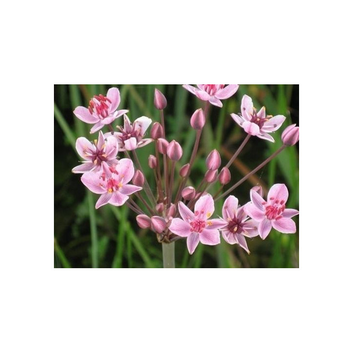 Butomus umbellatus - Virágkáka