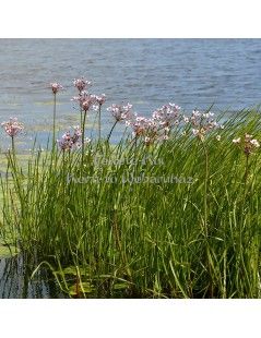 Butomus umbellatus - Virágkáka