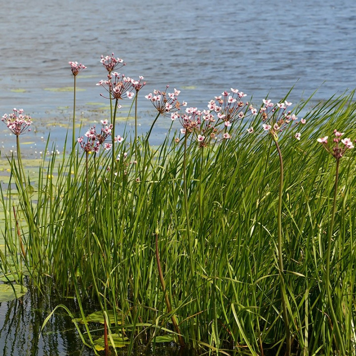 Butomus umbellatus - Virágkáka