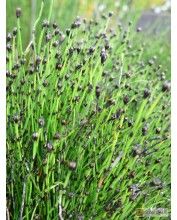 Equisetum scirpoides-Törpe zsúrló