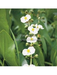 Sagittaria latifolia - Széleslevelű nyílfű
