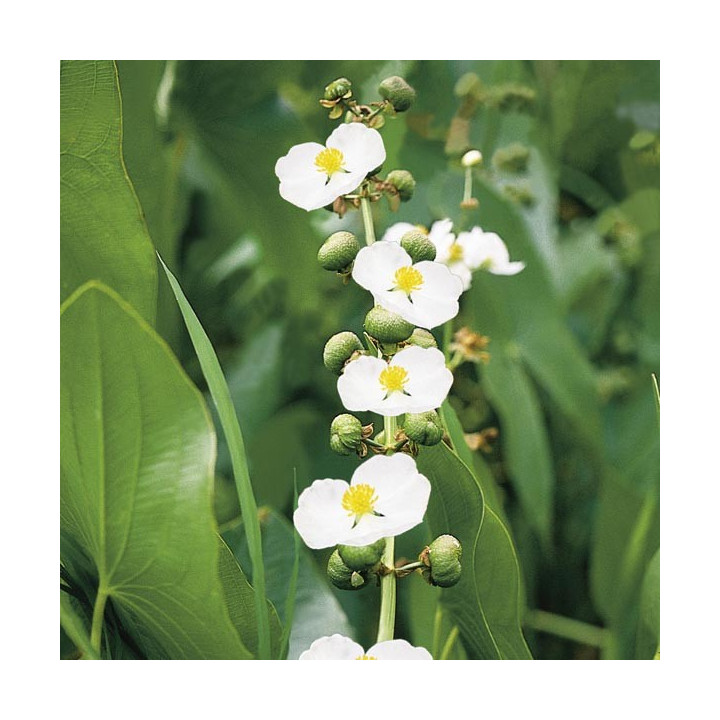 Sagittaria latifolia - Széleslevelű nyílfű