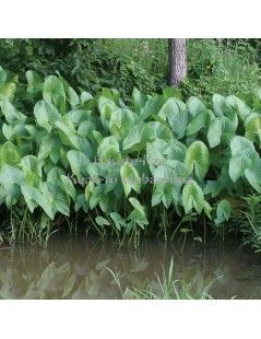 Sagittaria latifolia - Széleslevelű nyílfű