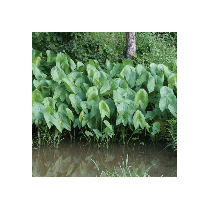 Sagittaria latifolia - Széleslevelű nyílfű
