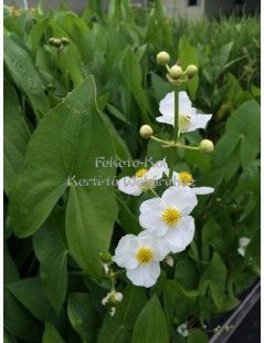 Sagittaria latifolia - Széleslevelű nyílfű