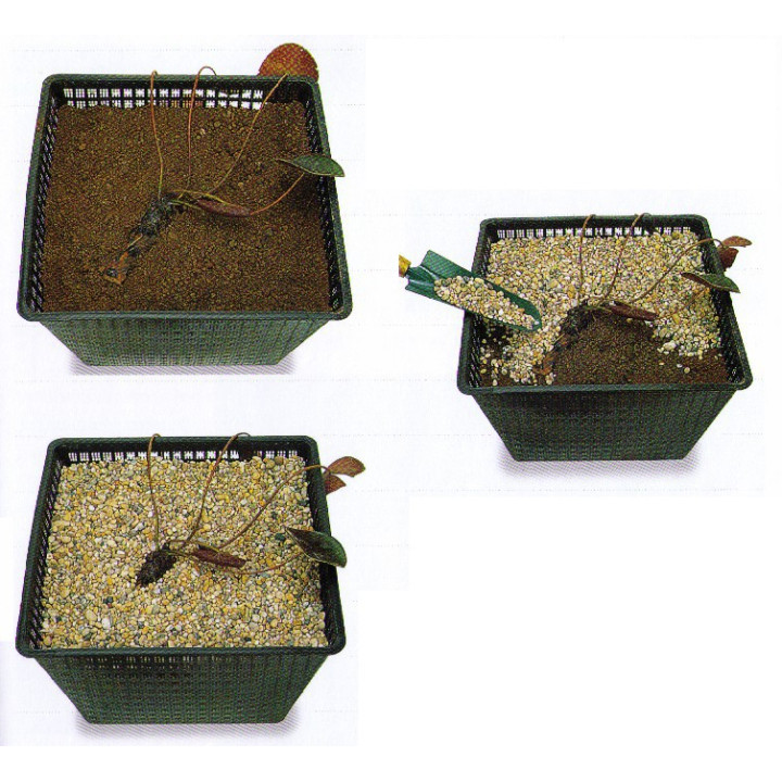 Tavirózsák tavi növények ültetési tanácsa