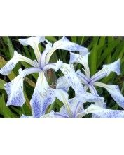 Iris laevigata mottled beauty
