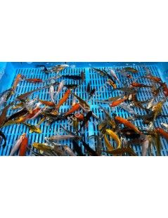 Koi A mix 9-12cm