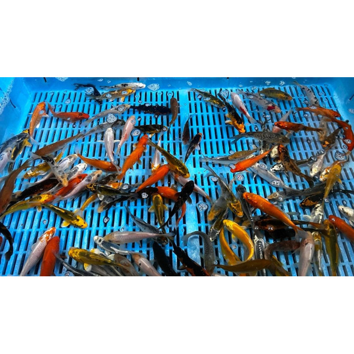 Koi A mix 9-12cm