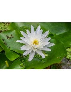 Nymphaea albatros cserép nélkül