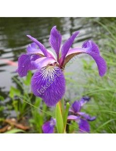 Iris kaempferi - Japán írisz