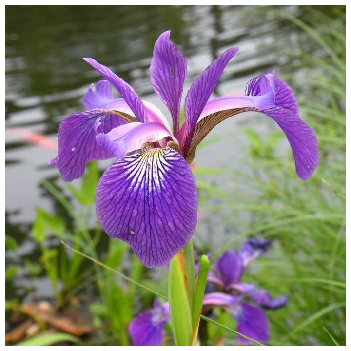Iris kaempferi - Japán írisz