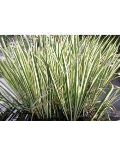 Acorus calamus variegatus - Csíkos kálmos