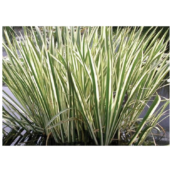 Acorus calamus variegatus - Csíkos kálmos