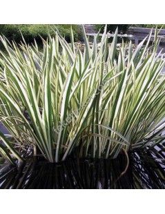 Acorus calamus variegatus - Csíkos kálmos