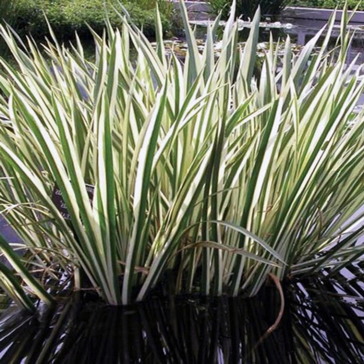 Acorus calamus variegatus - Csíkos kálmos