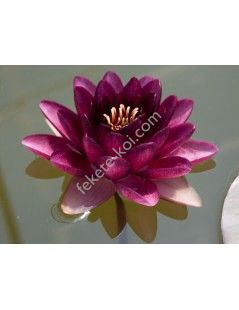 Nymphaea almost black cserép nélkül