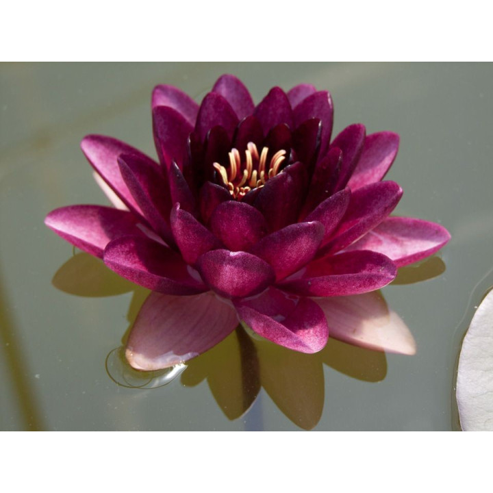 Nymphaea almost black cserép nélkül