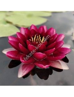Nymphaea almost black cserép nélkül