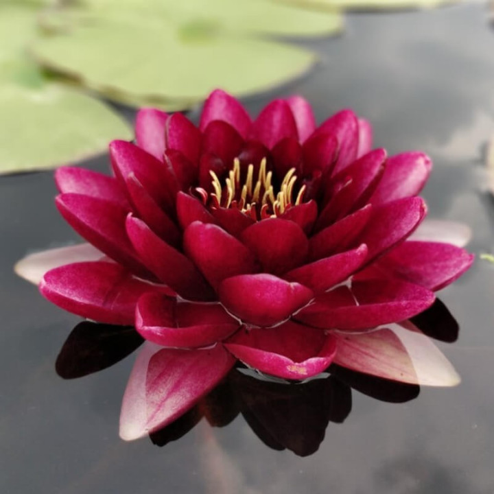 Nymphaea almost black cserép nélkül