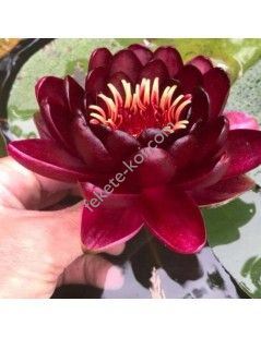 Nymphaea Black Princess tavirózsa cserép nélkül