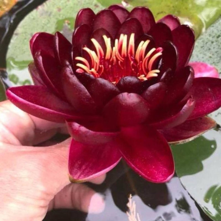 Nymphaea Black Princess tavirózsa cserép nélkül