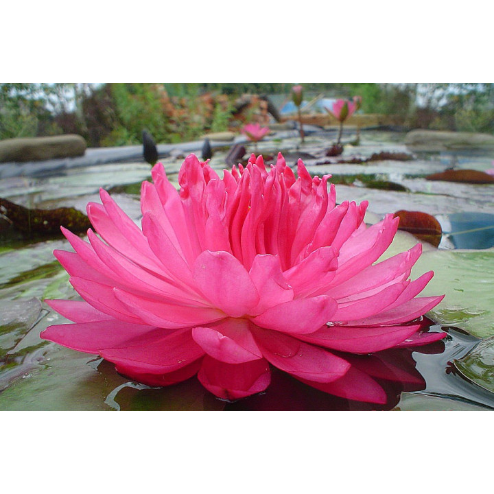Nymphaea Fuchsia Pom Pom tavirózsa cserép nélkül