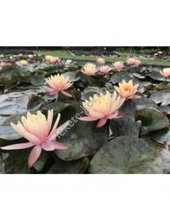 Nymphaea Georgia Peach tavirózsa cserép nélkül