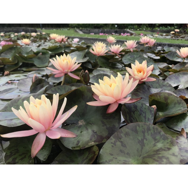 Nymphaea Georgia Peach tavirózsa cserép nélkül