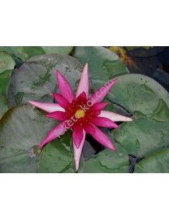 Nymphaea Hidden Violet tavirózsa cserép nélkül