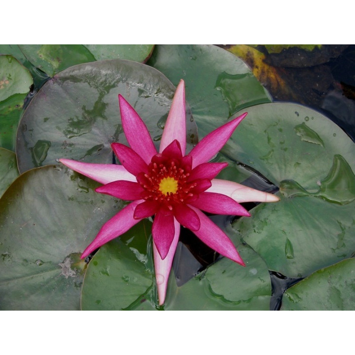Nymphaea Hidden Violet tavirózsa cserép nélkül