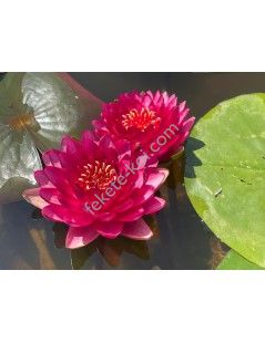 Nymphaea Manee Red tavirózsa cserép nélkül