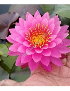 Nymphaea Miss Siam tavirózsa cserép nélkül