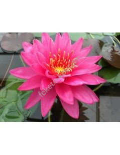 Nymphaea Miss Siam tavirózsa cserép nélkül