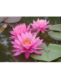 Nymphaea mayala cserép nélkül
