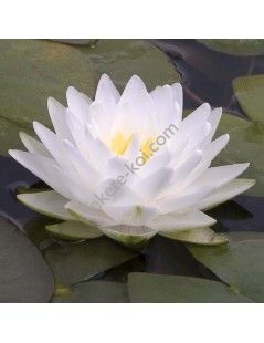 Nymphaea Perry's Double White tavirózsa cserép nélkül