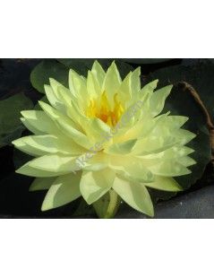 Nymphaea Perry's Double Yellow tavirózsa cserép nélkül