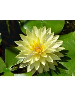 Nymphaea Perry's Double Yellow tavirózsa cserép nélkül