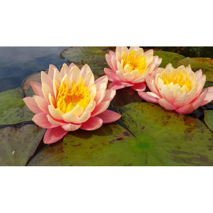 Nymphaea ‘Perry’s Orange Sunset tavirózsa cserép nélkül