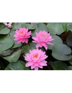 Nymphaea Pink Opal tavirózsa cserép nélkül
