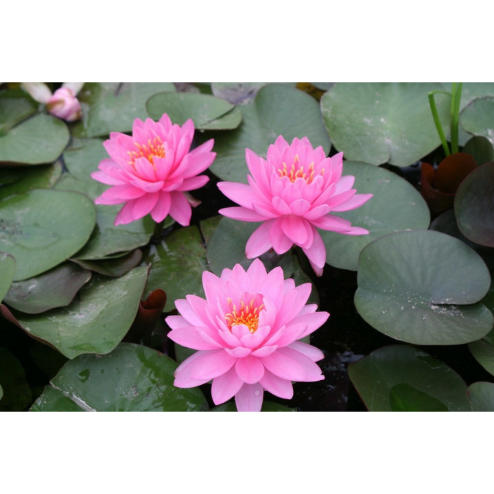 Nymphaea Pink Opal tavirózsa cserép nélkül