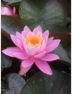 Nymphaea Pink Opal tavirózsa cserép nélkül