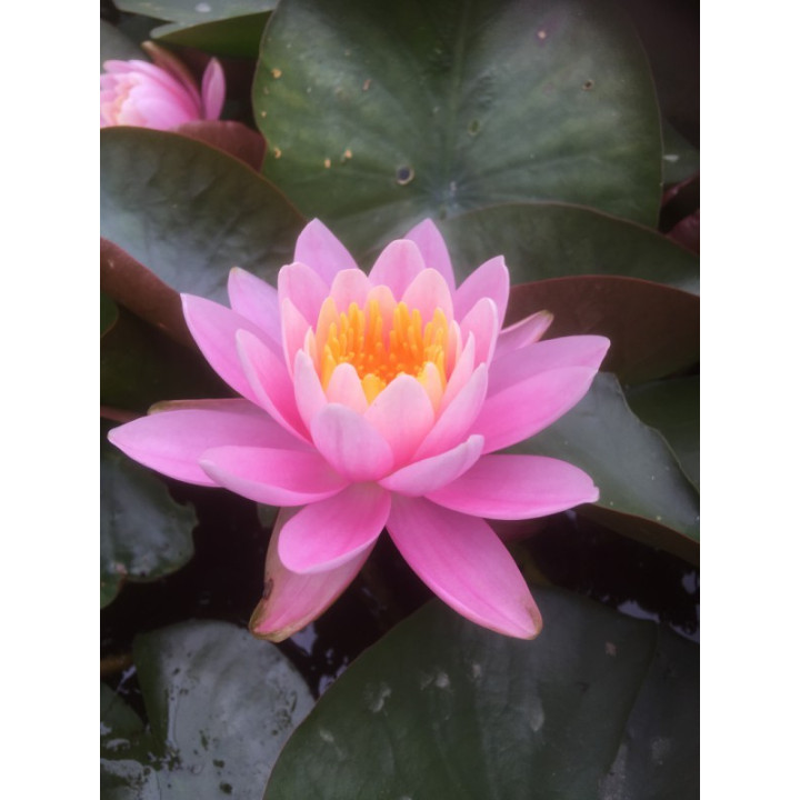 Nymphaea Pink Opal tavirózsa cserép nélkül