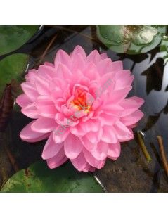 Nymphaea Pink Pom Pom tavirózsa cserép nélkül
