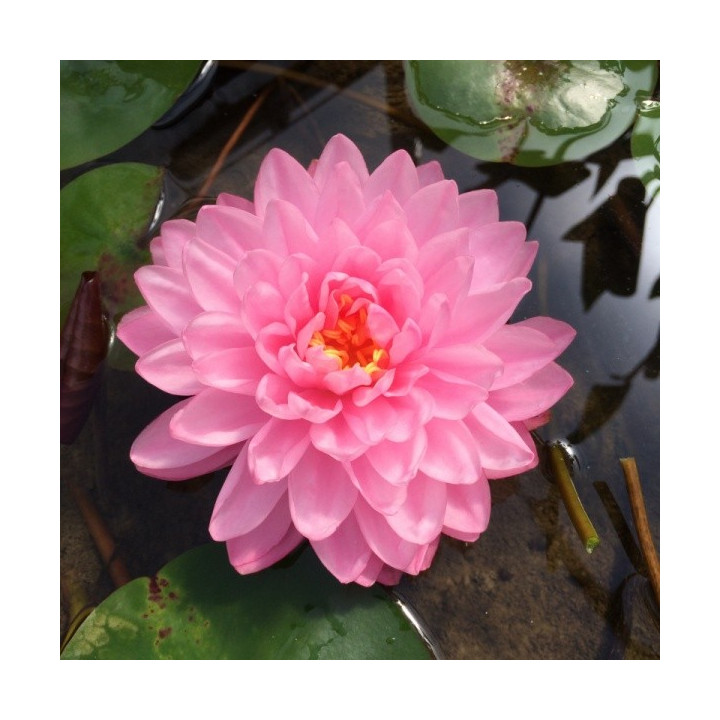 Nymphaea Pink Pom Pom tavirózsa cserép nélkül