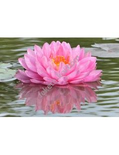 Nymphaea Pink Pom Pom tavirózsa cserép nélkül